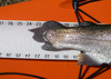 Sp trout1 thumb