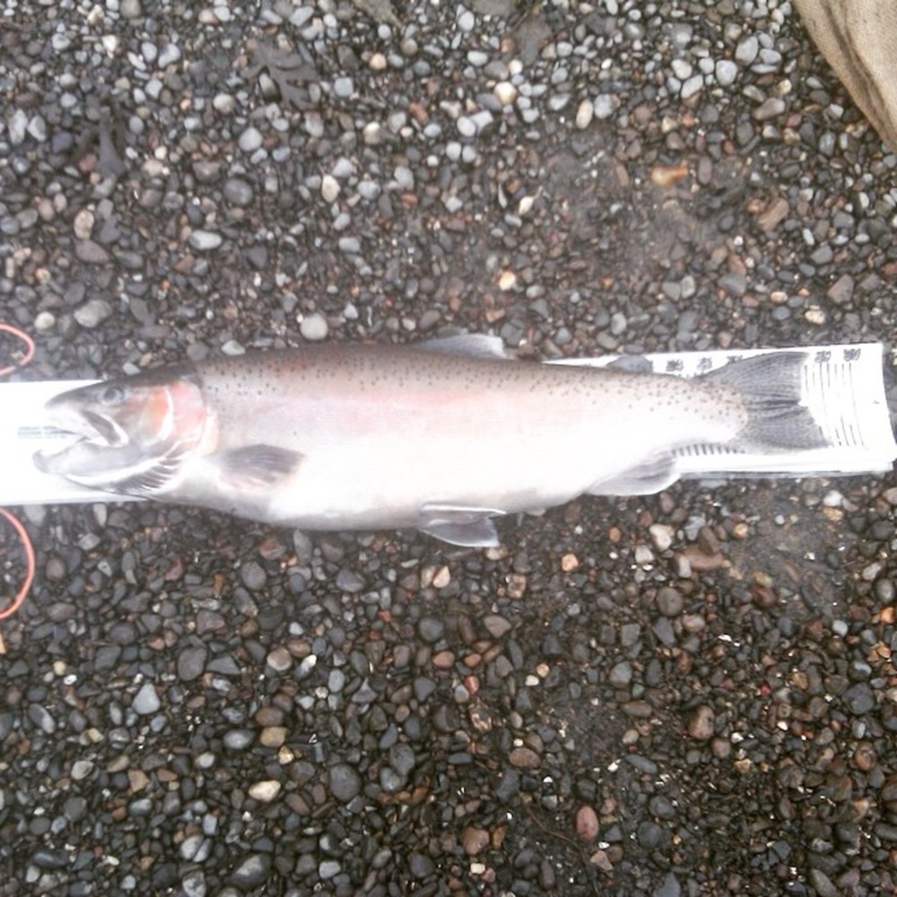 Rainbow 7.5 lb 17january2015 3