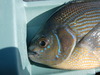 Striped perch head thumb