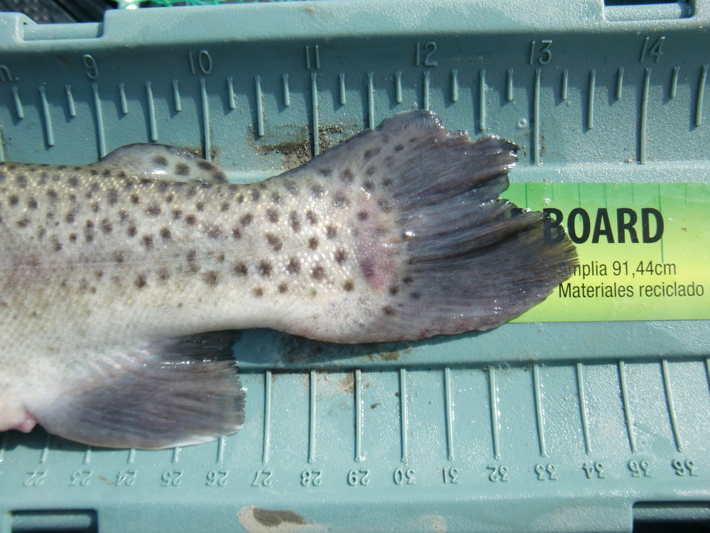 Bowtail