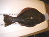 Halibut22pt5 thumb