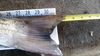 Striper 32 tail thumb