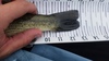 Lmb 12.75 tail  1  thumb