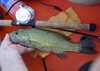 Smallmouth3 thumb