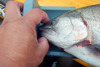 Trout2a thumb