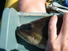 Lmb 15head thumb