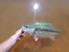 Dsc03475  2000x1500  thumb