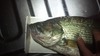 Largemouth 2 thumb
