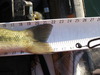 Spotted bass 3 7 15 003 thumb