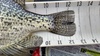 12.5  crappie  tail  from lake mendo 15 mar 15 thumb