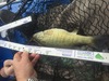 Smallie 2 thumb