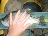 Crappie13 thumb