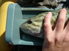 13.25 smlhead thumb