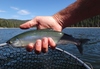 Dsc03954  2000x1384  thumb
