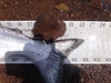 Dsc04066  2000x1500  thumb