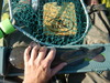 Catfish16.5 thumb