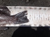 Dsc04197  2000x1500  thumb