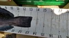 13.25  greenling tail thumb