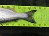 Kokanee2 thumb