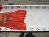 Inseine rockfish2 aoty 2008 thumb