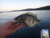 Dsc04552  2000x1500  thumb