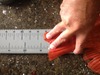Red tail thumb