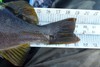 Aotyolive19.5 tail thumb