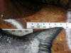 Salmon tail 36.5 thumb