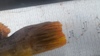 20150823 093907 thumb