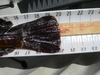 Kelp  kelp  012.jpgreduced thumb