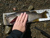 Rockfish thumb