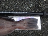 Dsc05809  2000x1500  thumb