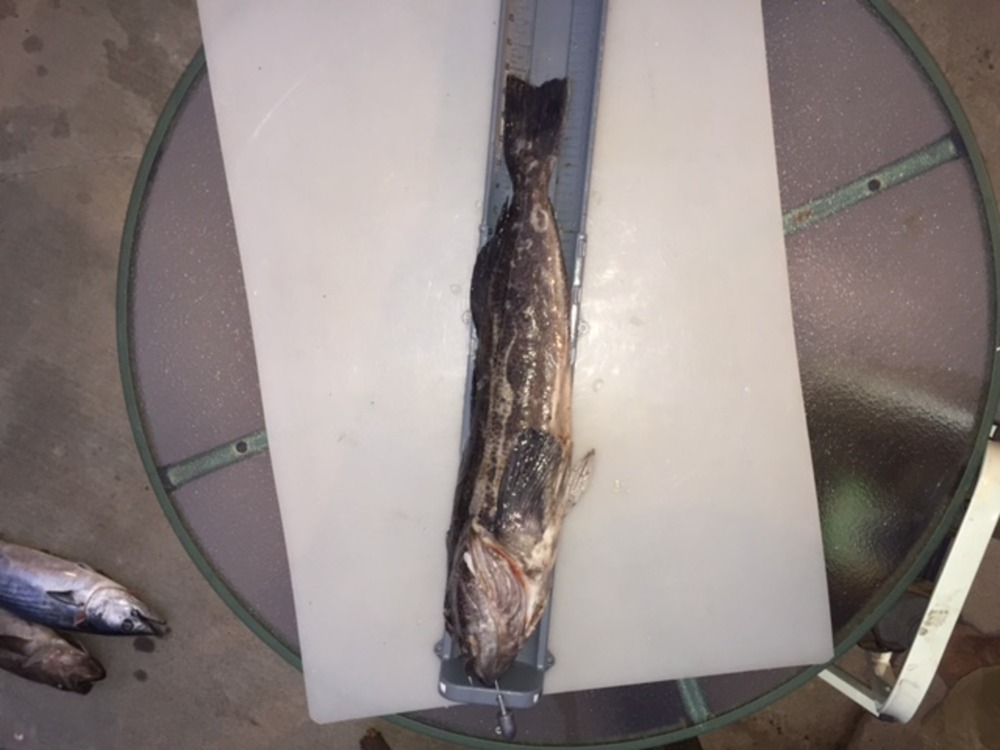 Ling cod2