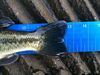 Bass 12.5 b thumb