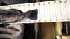 13.5 inch greenling  tail   27 dec 15  thumb