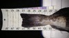 27.5 inch ling  tail   27 dec 15  thumb