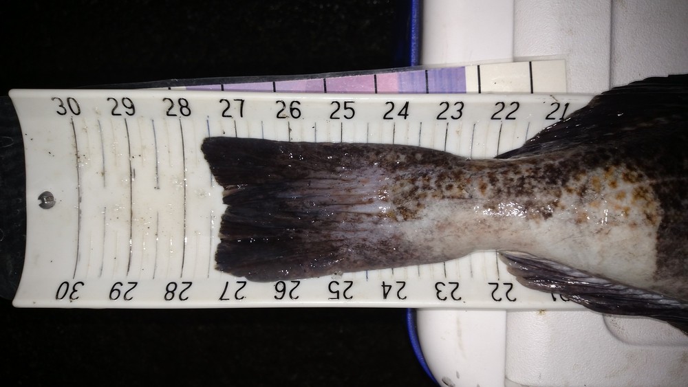 27.5 inch ling  tail   27 dec 15 