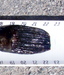 Imgp1062 thumb