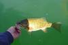 Aoty18.25smallie2 thumb