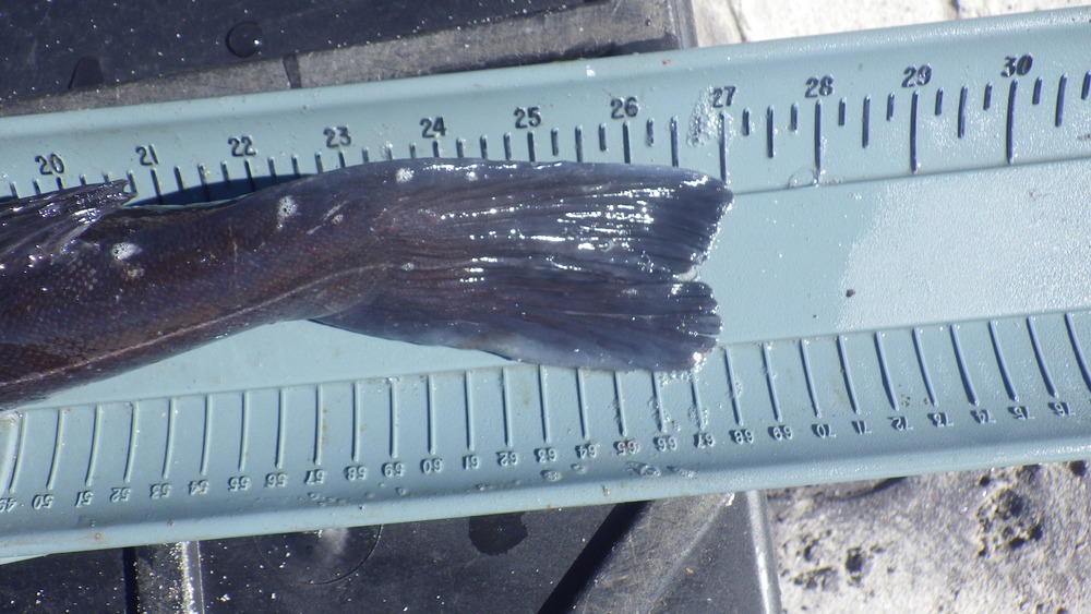 Imgp0009