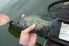 Aoty10crappie2016body thumb