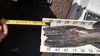 30.75 inch ling tail thumb