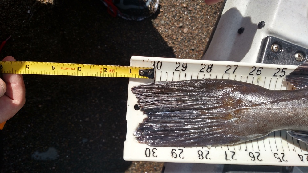 30.75 inch ling tail