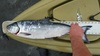 Salmon2 thumb