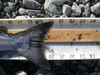 Klamath 042.jpgreduced thumb