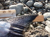 Klamath salmon close thumb
