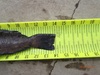 Greenling2 14 thumb