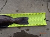 Lingcod2 25.5 thumb