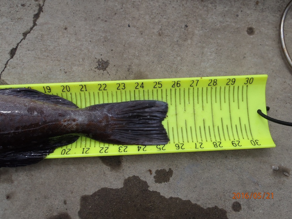 Lingcod2 25.5