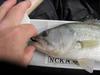 Largemouth2 thumb